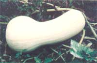 The antique White Cushaw pumpkin is ideal for American gardeners.